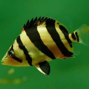 Siam Tiger Fish (Datnioides undecimradiatus) 4–5 cm