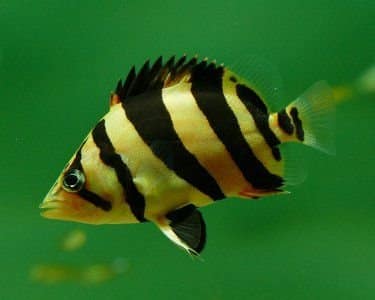 Siam Tiger Fish (Datnioides undecimradiatus) 4–5 cm 1 Siam Tiger Fish (Datnioides undecimradiatus) 4–5 cm