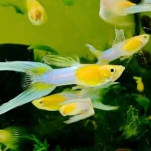 Endleri Guppy Gold Lyretail (Poecilia wingei)