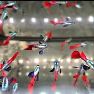 Platinum Red Tail Guppy