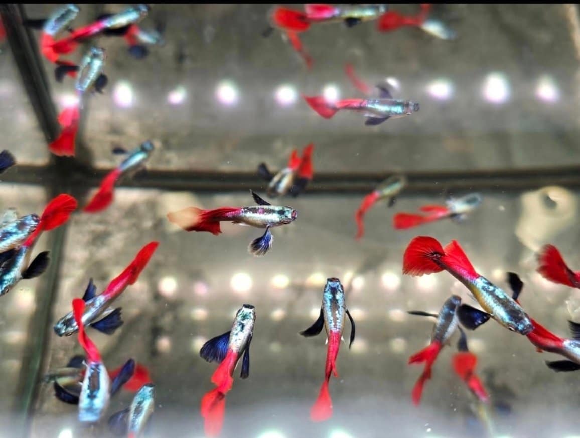 Platinum Red Tail Guppy 1 Platinum Red Tail Guppy