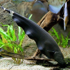 Black Ghost Knife Fish (Apteronotus albifrons)