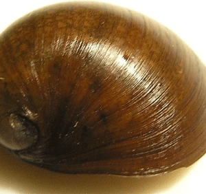 Green Nerite Racing