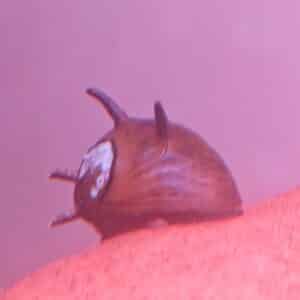 Neritina variegata Black Antena