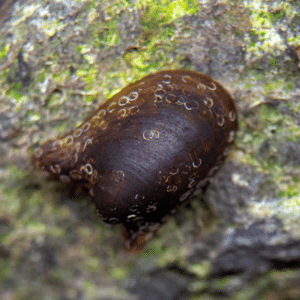 Neritina auriculata Batman