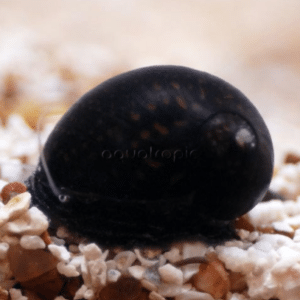Neritina sp. Batik
