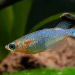 Oryzias woworae Fountain Blue