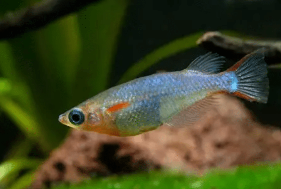 Oryzias woworae "Fountain Blue" 1 Oryzias woworae Fountain Blue