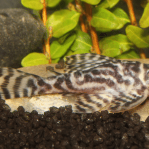 Pleco L400 (Hypancistrus sp. L400)