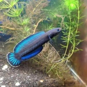 Channa andrao (Blue Dwarf)