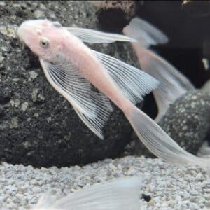 Pleco Bristlenose Albino Long-Fin