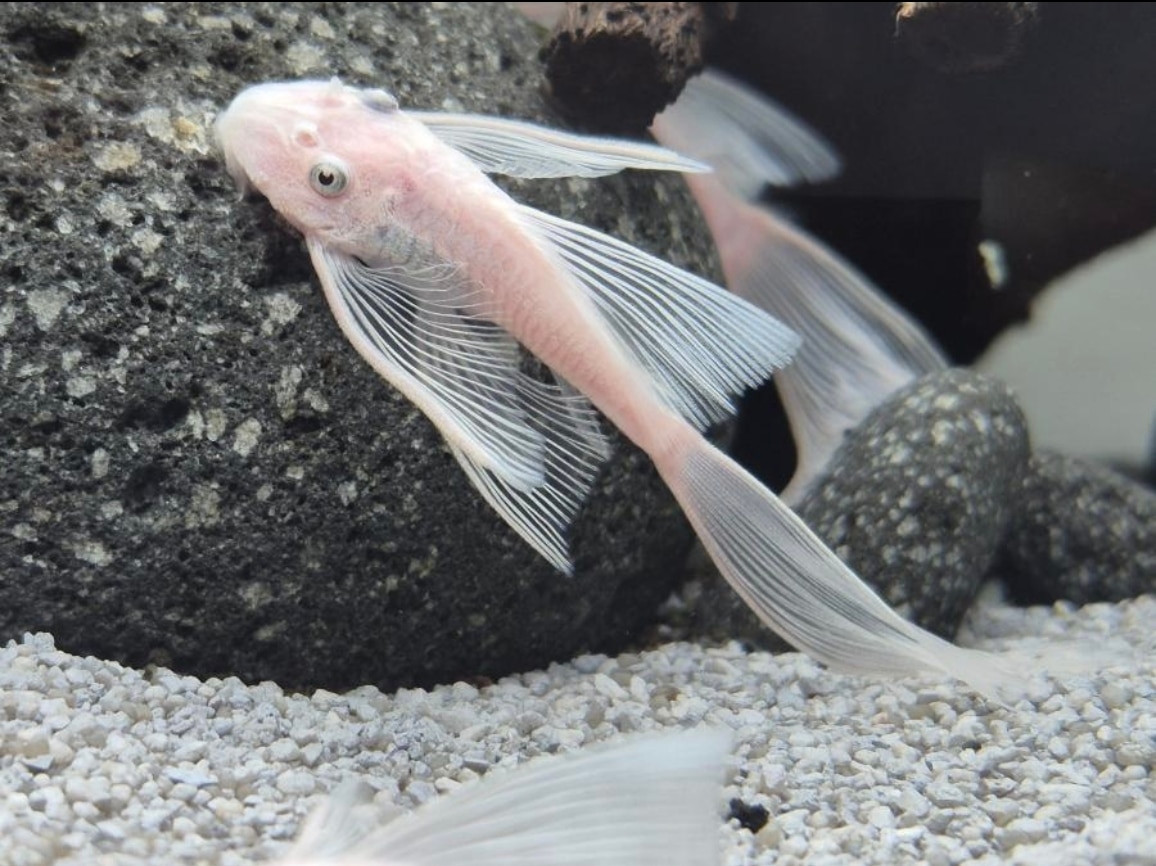 Pleco Bristlenose Albino Long-Fin 1 Pleco Bristlenose Albino Long-Fin