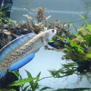 Snake Head Stewart's (Channa stewartii) – Stewarti madupea