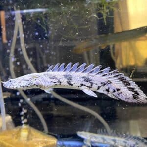 Polypterus endlicheri bichir