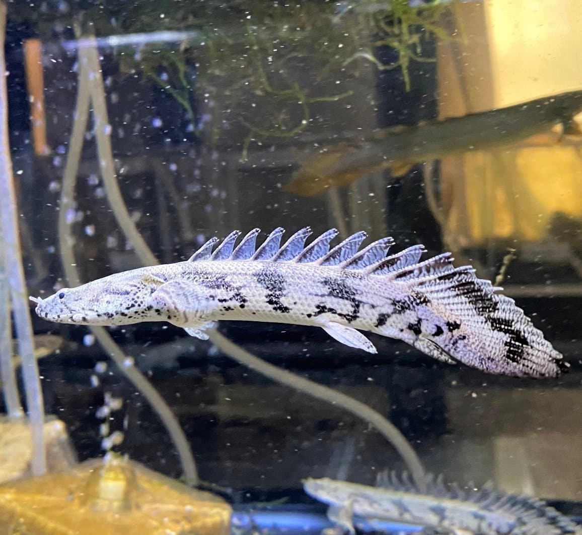 Polypterus endlicheri bichir 1 Polypterus endlicheri bichir