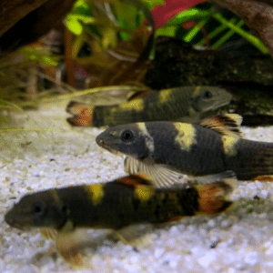 Garra flavatra Panda Garra 3 cm