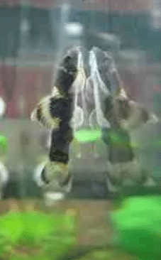 Garra flavatra Panda Garra 3 cm 3 Garra flavatra Panda Garra 3 cm - Pilt 3