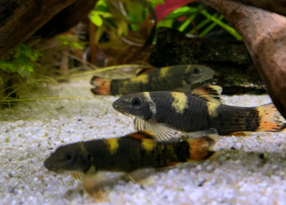 Garra flavatra Panda Garra 3 cm 1 Garra flavatra Panda Garra 3 cm