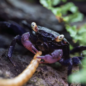 Geosesarma cf. bicolor Violet Vampire 3–4 cm