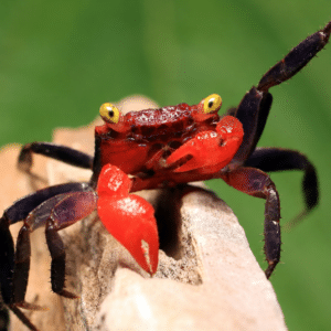 Geosesarma hagen Red Devil 3-4cm Vampiirkrabi pidamine