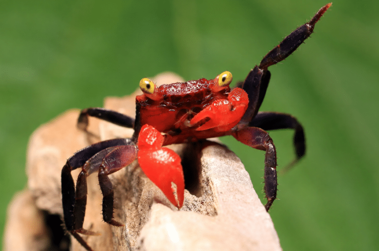 Geosesarma hagen Red Devil 3-4cm Vampiirkrabi pidamine