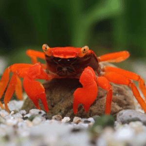 Geosesarma sp. Blood Devil 3–4 cm