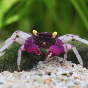 Geosesarma sp. Orchid Indigo Blue 3-4cm vampiirkrabi paludariumi ehitamine