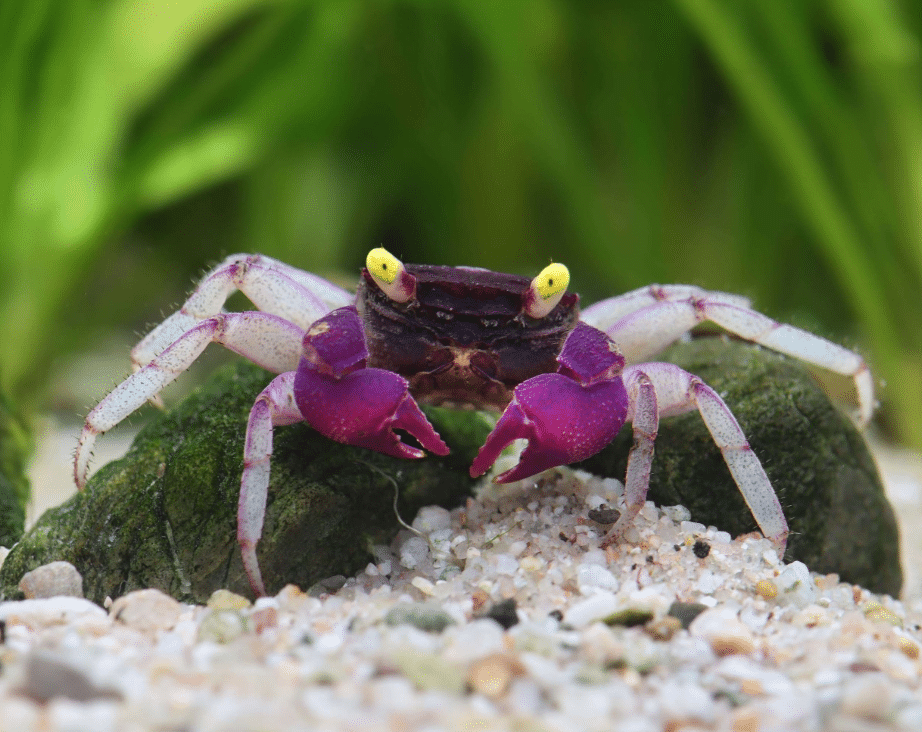 Vampiirkrabi paludariumi ehitamine 1 Geosesarma sp. Orchid Indigo Blue 3-4cm vampiirkrabi paludariumi ehitamine