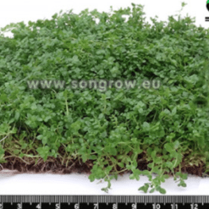 Micranthemum Monte Carlo Epaqmat S 10 × 15 cm