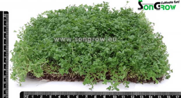 Micranthemum Monte Carlo Epaqmat S 10 × 15 cm 1 Micranthemum Monte Carlo Epaqmat S 10 × 15 cm