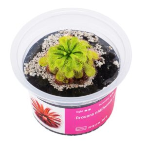 Drosera nidiformis × natalensis