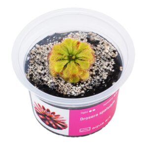 Drosera spatulata