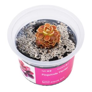 Pinguicula 'Florian'