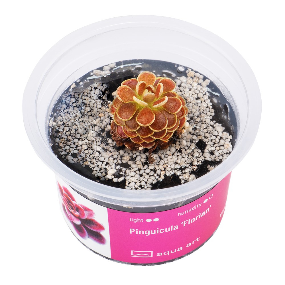 Pinguicula 'Florian' 1 Pinguicula 'Florian'
