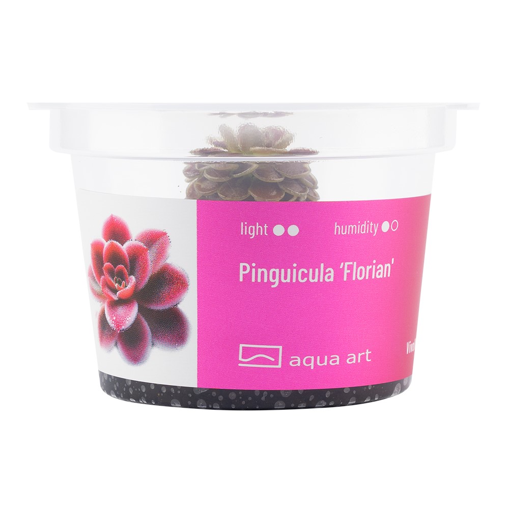 Pinguicula 'Florian' 2 Pinguicula 'Florian' - Pilt 2