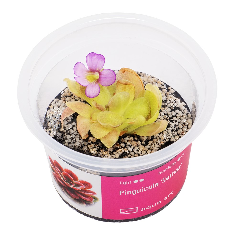 Pinguicula 'Sethos' 1 Pinguicula 'Sethos'