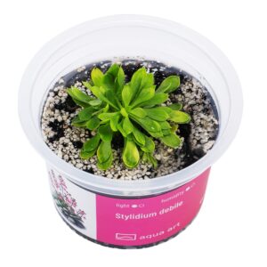 Stylidium debilitation