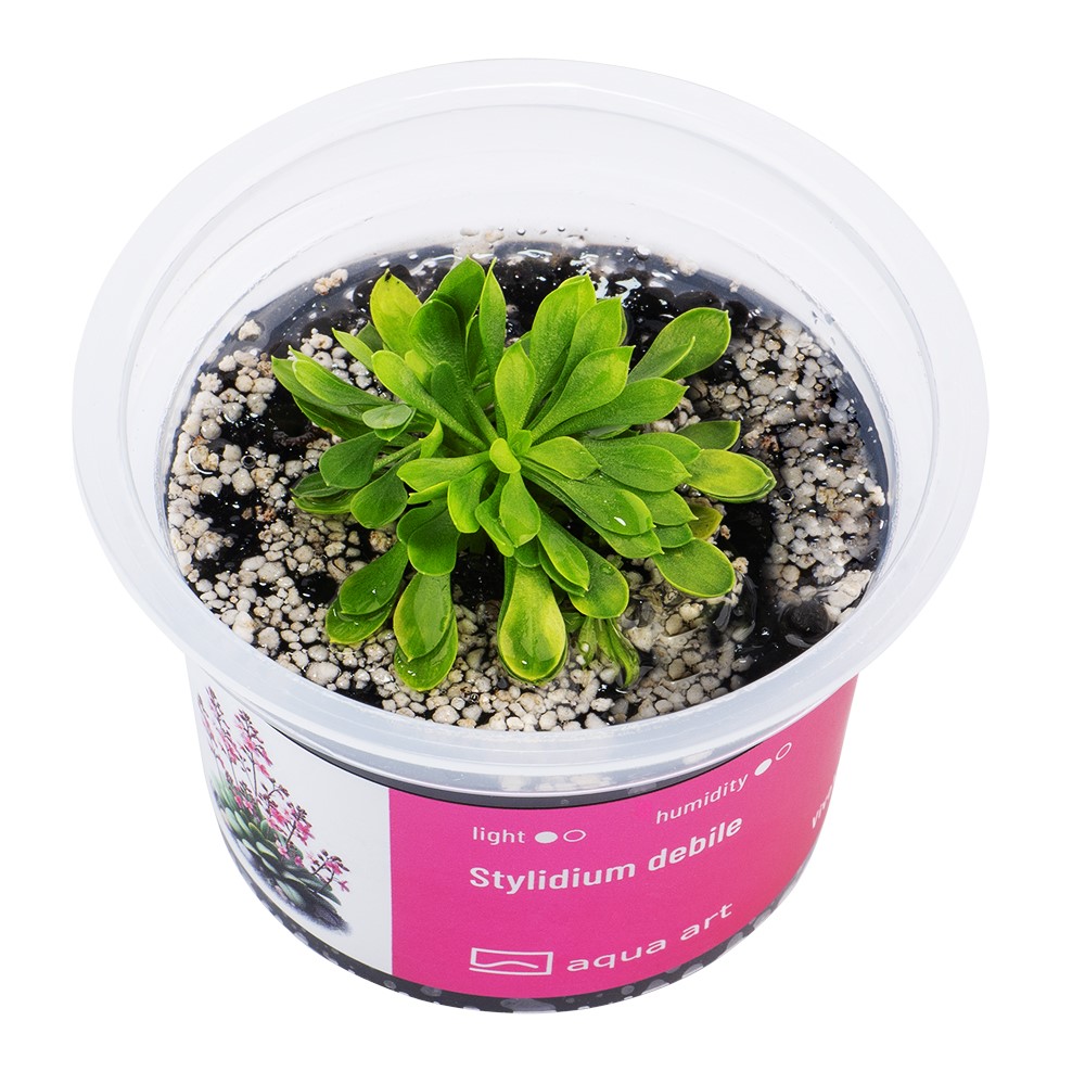 Stylidium debilitation 1 Stylidium debilitation