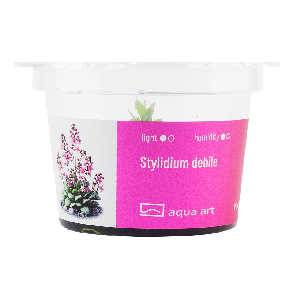 Stylidium debilitation 2 Stylidium debilitation - Pilt 2