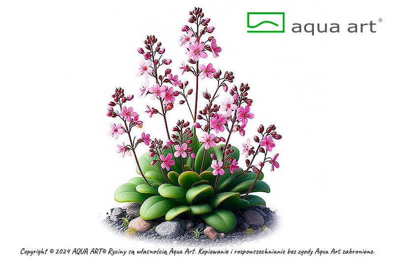 Stylidium debilitation 3 Stylidium debilitation - Pilt 3
