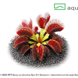 Dionaea muscipula 'Ring'