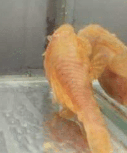 Avaleht 22 Ancistrus sp. albiino