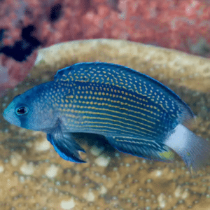 Allen’s Dottyback Manonichthys alleni merekala