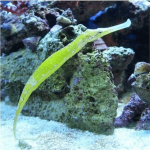 Alligator Pipefish