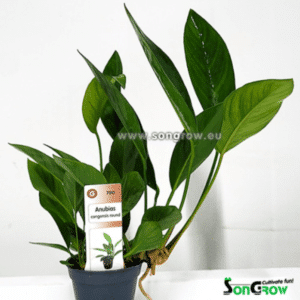 Avaleht 24 Anubias congensis Round