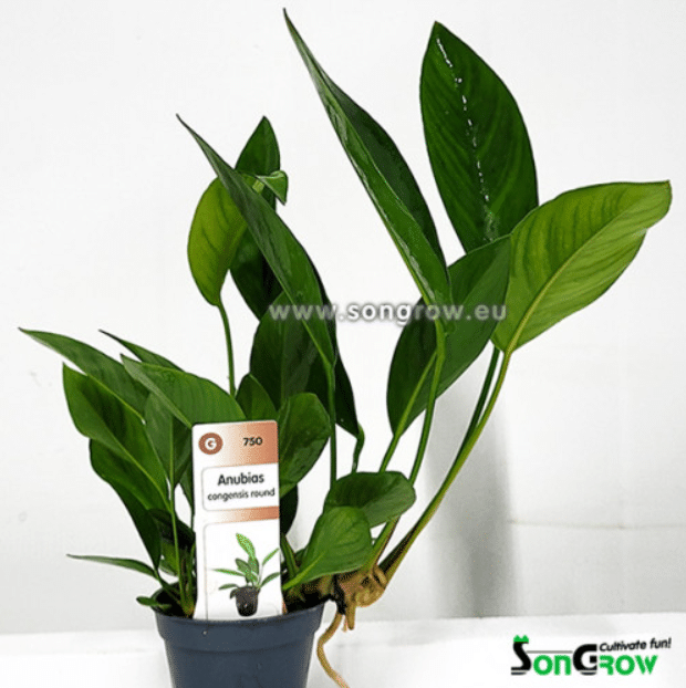 Anubias congensis Round 1 Anubias congensis Round