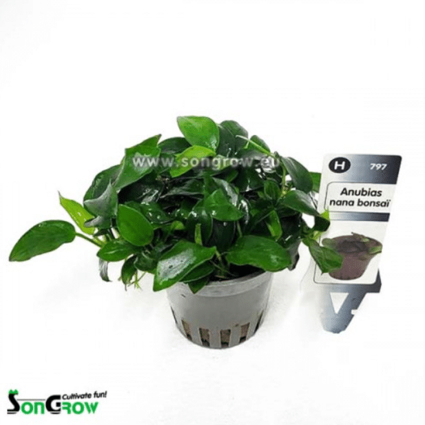 Anubias nana Bonsai 1 Anubias nana Bonsai