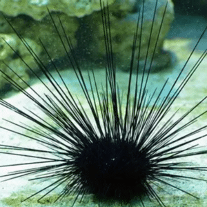 Black Long Spine Urchin