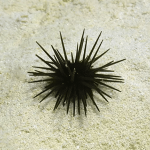 Black Rock Urchin