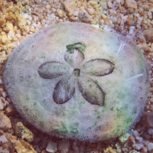 Cake Urchin (Sand dollar)